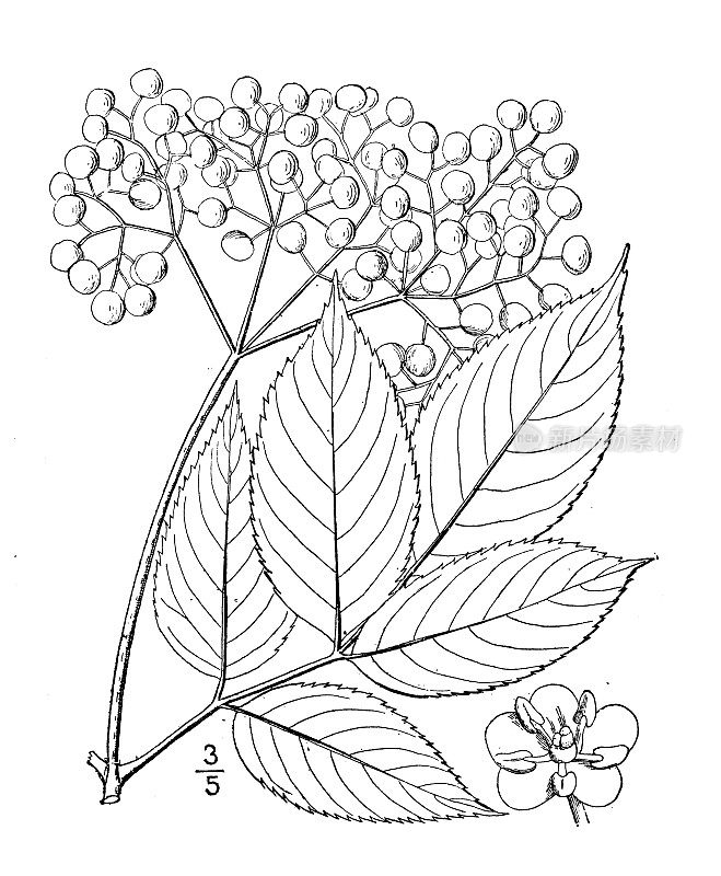 古植物学植物插图:加拿大sambuus Canadensis，美国Elder